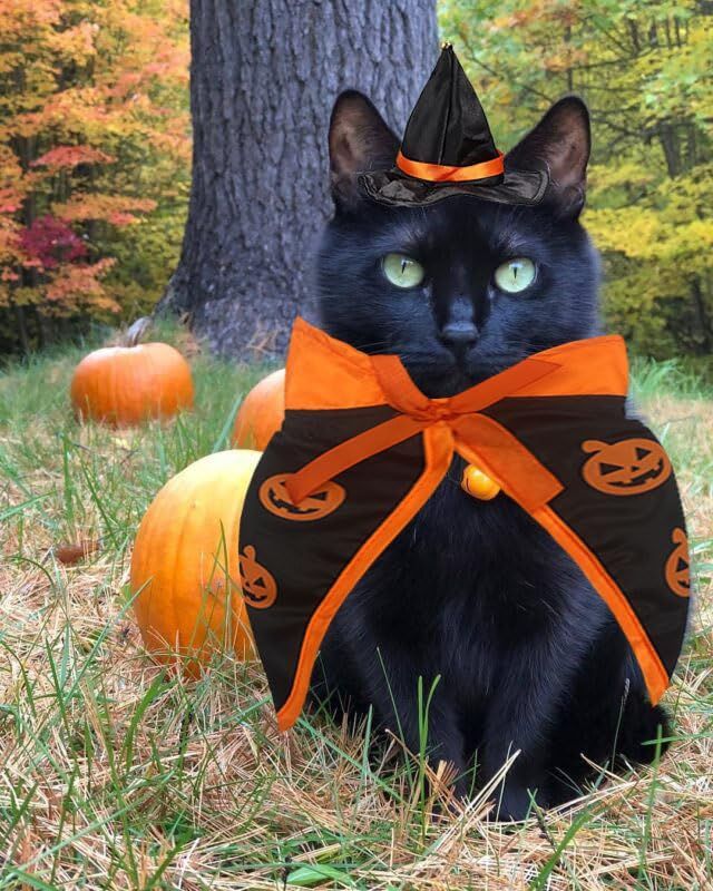 Halloween Cat Costume Cloak Witch Hat Pet Accessories Halloween Adjustable Pumpkin Pet Costumes Clothes Set, Halloween pet Costume Decor Cloak for Cats Dogs Puppy Halloween Carnival Party Supplies