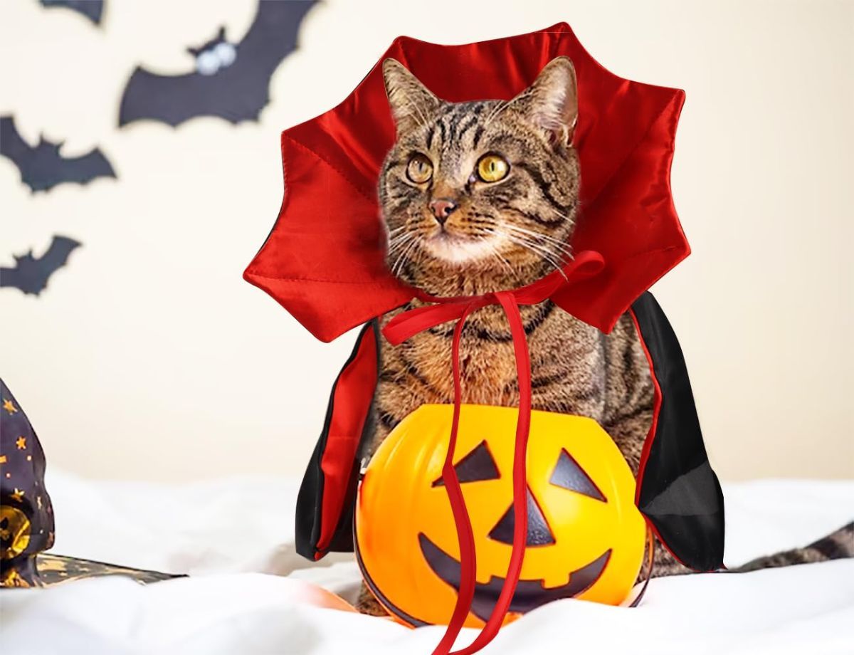 Halloween Cat Vampire Cloak Costume Adjustable Red Black Pet Cape Costume Clothes, Halloween Pet Accessories Costumes Outfit Decor Cowl for Small Cats Dogs Animals Halloween Party pet Cosplay